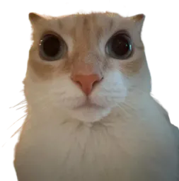 :chatounet:
