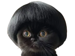 :chabol: