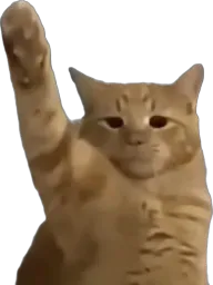 :Chadolf_H2: