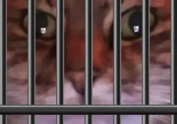 :chatcage: