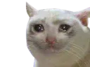 :cat_sad: