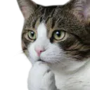 :Chat_question: