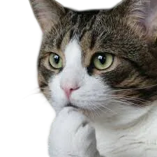 :Chat_question: