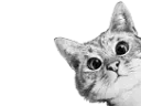 :Chat_Curieux: