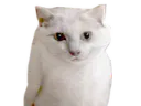 :malin: