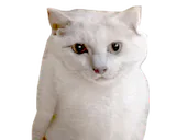 :malin: