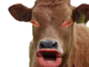 :Vache_qui_fait_meuh: