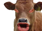 :Vache_qui_fait_meuh: