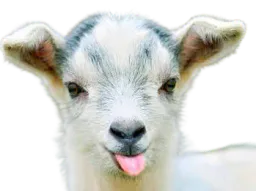 :Biquette1: