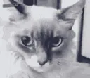 :Chat__Choque: