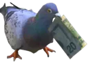 :Pigeon_argent:
