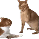 :Chat_va_pas: