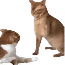 :Chat_va_pas: