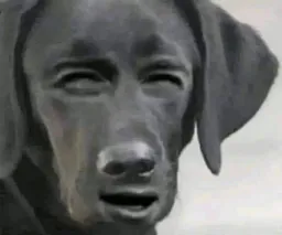 :Chien_wtf: