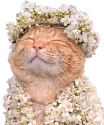 :Chat_pd_: