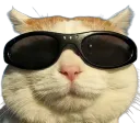 :chat_cool_: