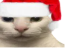 :chat_regard_meprisant_noel:
