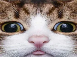 :awette:
