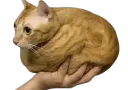 :chamain2:
