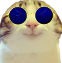 :Chat_marrant_lunette_bleue: