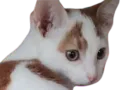 :chat_pensif3: