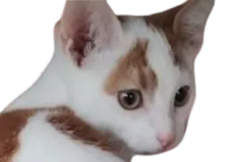 :chat_pensif3: