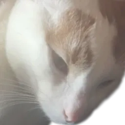 :Chat_NicoSarkozy: