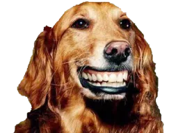 :Chien_Colgate: