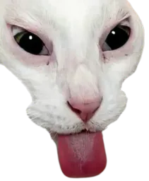 :Chat_tire_langue: