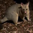 Opossum