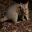 Photo de profil de Opossum