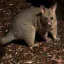 Photo de profil de Opossum