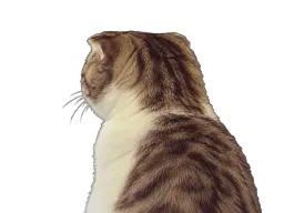 :chat_marrant_de_dos:
