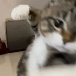 :Patate_de_chat: