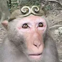 FucktheLicorne