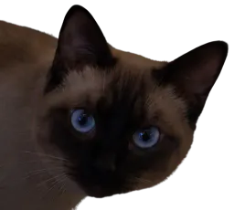 :chatounette1: