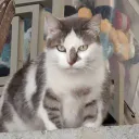 Carabidouille