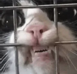 :Mordre_les_chattes: