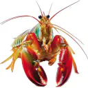 sangaucul