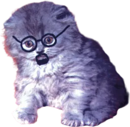 :Chat_barbe: