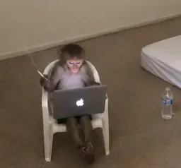 :Singeapple: