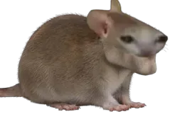 :chrat_chad: