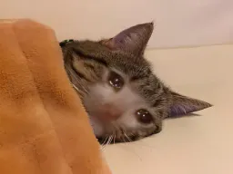 :Minou_tout_triste: