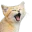 Photo de profil de Desertin