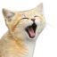 Photo de profil de Desertin