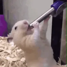 :hamster_suce: