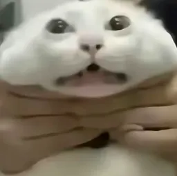 :Chatrangle: