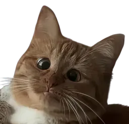 :Chat_bigleux_: