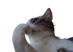 :chatrodin: