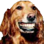 Photo de profil de Malaucul